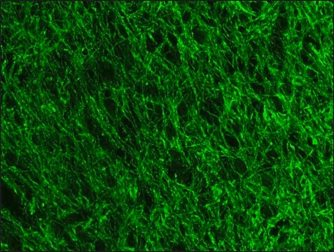 Anti- Neurofilament 200-FITC antibody, Mouse monoclonal clone NE14, purified from hybridoma cell culture