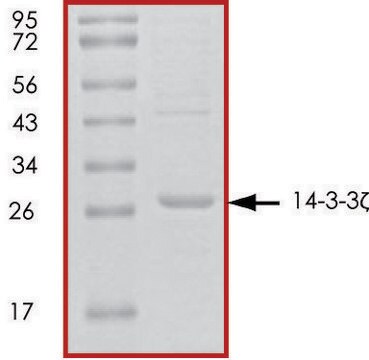 14-3-3 &#950;, untagged human recombinant, expressed in E. coli, &#8805;70% (SDS-PAGE), buffered aqueous glycerol solution