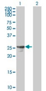 Anti-HPGD antibody produced in mouse purified immunoglobulin, buffered aqueous solution