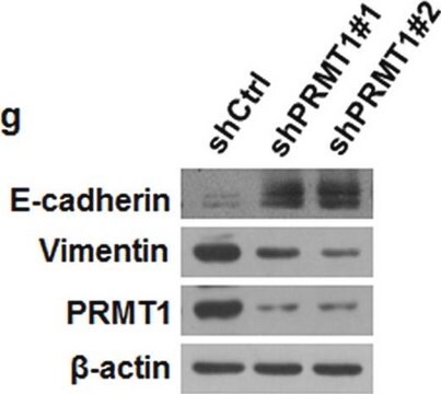 Anti-PRMT1 Antibody Upstate&#174;, from rabbit