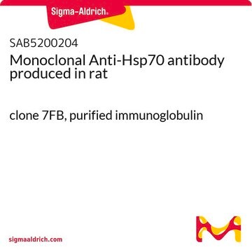 Monoclonal Anti-Hsp70 antibody produced in rat clone 7FB, purified immunoglobulin