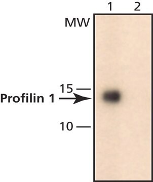 Anti-Profilin 1 (N-terminal) antibody produced in rabbit ~1&#160;mg/mL, affinity isolated antibody, buffered aqueous solution