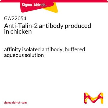 Anti-Talin-2 antibody produced in chicken affinity isolated antibody, buffered aqueous solution