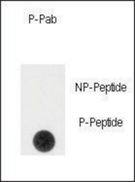 Anti-Phospho-SPRY4-pY75 antibody produced in rabbit affinity isolated antibody, buffered aqueous solution