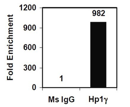 Magna ChIP&#174; A/G Chromatin Immunoprecipitation Kit Single day chromatin immunoprecipitation (ChIP) kit containing all necessary reagents to perform 22 individual chromatin immunoprecipitation (ChIP) reactions using magnetic A/G beads.