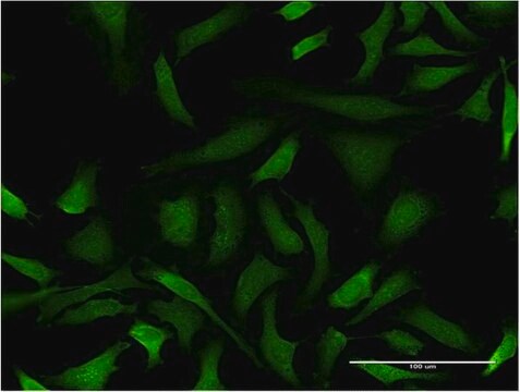 Monoclonal Anti-GAS2L3, (C-terminal) antibody produced in mouse clone 1C8, purified immunoglobulin, buffered aqueous solution