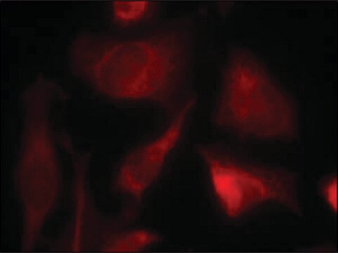 Anti-SMAD2 (Ab-467) antibody produced in rabbit affinity isolated antibody