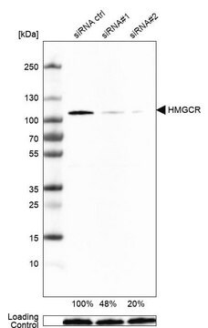 Monoclonal Anti-HMGCR antibody produced in mouse Prestige Antibodies&#174; Powered by Atlas Antibodies, clone CL0259, purified immunoglobulin, buffered aqueous glycerol solution