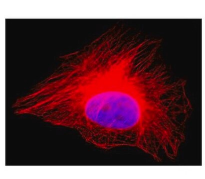 Anti-&#945;-Tubulin Antibody, Alexa Fluor&#8482; 555 conjugate clone DM1A, from mouse, ALEXA FLUOR&#8482; 555