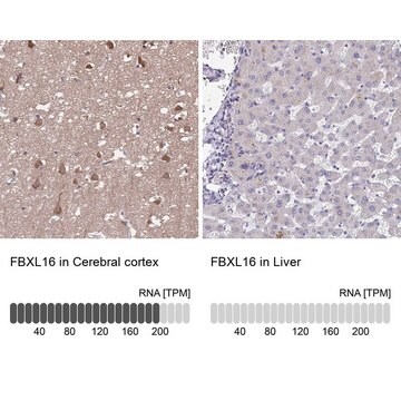 Anti-FBXL16 antibody produced in rabbit Prestige Antibodies&#174; Powered by Atlas Antibodies, affinity isolated antibody, buffered aqueous glycerol solution