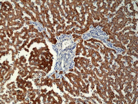 Anti-CD8a Rabbit Monoclonal Antibody clone RM395, affinity purified immunoglobulin