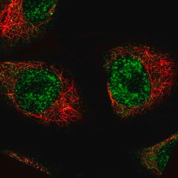 Monoclonal Anti-MKL2 antibody produced in mouse Prestige Antibodies&#174; Powered by Atlas Antibodies, clone CL1546, purified immunoglobulin, buffered aqueous glycerol solution