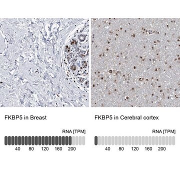 Anti-FKBP5 antibody produced in rabbit Prestige Antibodies&#174; Powered by Atlas Antibodies, affinity isolated antibody, buffered aqueous glycerol solution, ab1