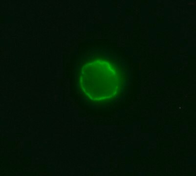 Anti-Cat IgG (whole molecule)&#8722;FITC antibody produced in goat IgG fraction of antiserum, buffered aqueous solution