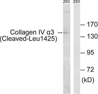 Anti-Collagen IV &#945;3 (Cleaved-Leu1425) antibody produced in rabbit affinity isolated antibody