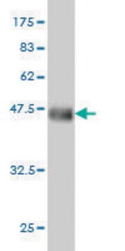 Monoclonal Anti-SART2 antibody produced in mouse clone 6D4, purified immunoglobulin, buffered aqueous solution