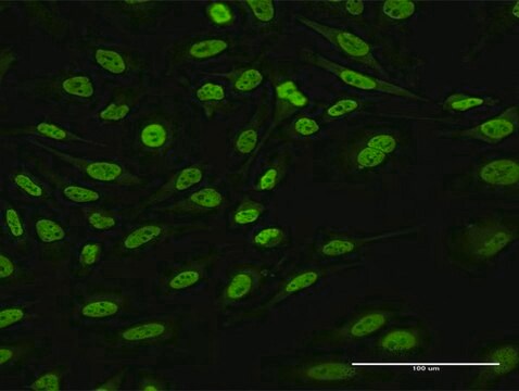 Anti-HNRNPUL1 antibody produced in rabbit purified immunoglobulin, buffered aqueous solution