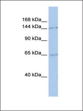 Anti-SMC1A antibody produced in rabbit affinity isolated antibody