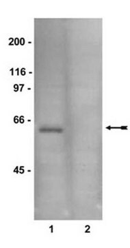 AMPK Pathway Explorer Antibody MiniPack 1&#160;mg/mL, Upstate&#174;