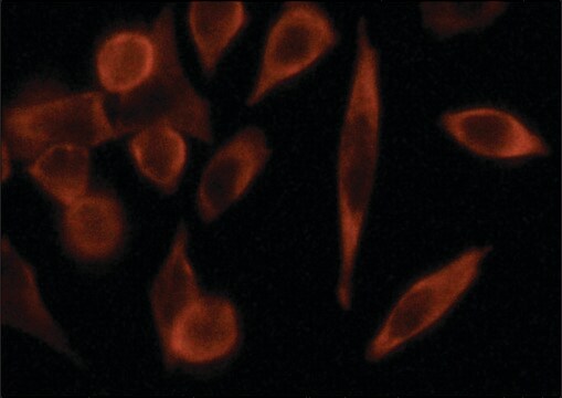 Anti-G3BP antibody produced in rabbit ~1.0&#160;mg/mL, affinity isolated antibody, buffered aqueous solution