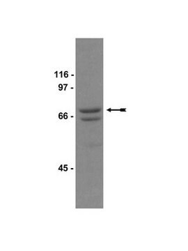 Anti-Raf-1 Antibody Upstate&#174;, from rabbit