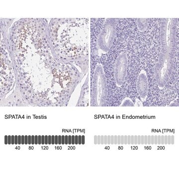 Anti-SPATA4 antibody produced in rabbit Prestige Antibodies&#174; Powered by Atlas Antibodies, affinity isolated antibody, buffered aqueous glycerol solution