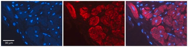 Anti-WNT5A affinity isolated antibody