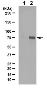 Anti-phospho-STAT3 (Tyr68) Antibody from rabbit, purified by affinity chromatography