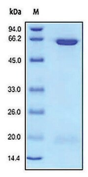 PCSK9 human recombinant, expressed in HEK 293 cells, &#8805;97% (SDS-PAGE)