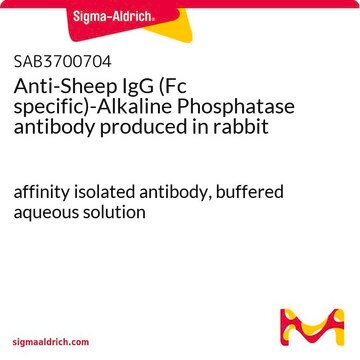 Anti-Sheep IgG (Fc specific)-Alkaline Phosphatase antibody produced in rabbit affinity isolated antibody, buffered aqueous solution