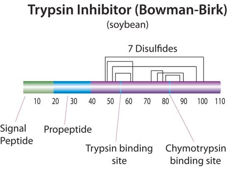 Trypsin-chymotrypsin inhibitor from Glycine max (soybean) lyophilized powder