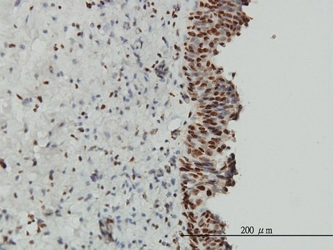 Monoclonal Anti-EWSR1 antibody produced in mouse clone 5C10, purified immunoglobulin, buffered aqueous solution