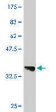 Monoclonal Anti-B3GALT6 antibody produced in mouse clone 3E5, purified immunoglobulin, buffered aqueous solution