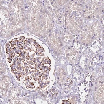 Anti-TSGA13 antibody produced in rabbit Prestige Antibodies&#174; Powered by Atlas Antibodies, affinity isolated antibody, buffered aqueous glycerol solution