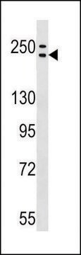 ANTI-ADCY9 (C-TERM) antibody produced in rabbit IgG fraction of antiserum, buffered aqueous solution