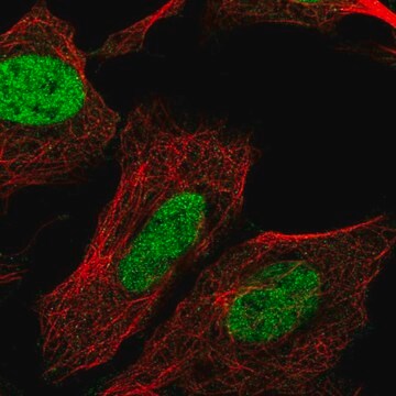 Anti-CHTF8 antibody produced in rabbit Prestige Antibodies&#174; Powered by Atlas Antibodies, affinity isolated antibody