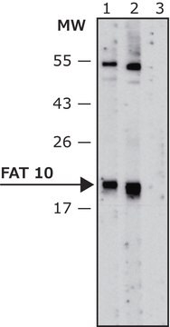 Anti-FAT10 antibody, Mouse monoclonal clone FAT10-7, purified from hybridoma cell culture