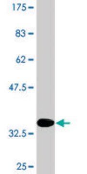 Monoclonal Anti-CALCR, (C-terminal) antibody produced in mouse clone 2F7, purified immunoglobulin, buffered aqueous solution