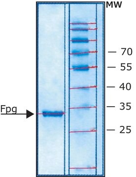 Fpg Protein from Escherichia coli &#8805;90% (SDS-PAGE), buffered aqueous glycerol solution, &gt;20,000&#160;units/mg protein, suitable for genomic analysis