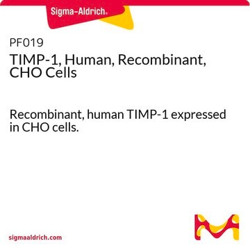 TIMP-1, Human, Recombinant, CHO Cells Recombinant, human TIMP-1 expressed in CHO cells.