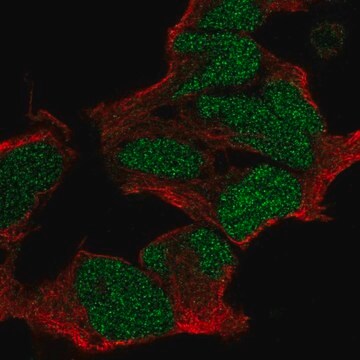 Anti-POU3F2 antibody produced in rabbit Prestige Antibodies&#174; Powered by Atlas Antibodies, affinity isolated antibody