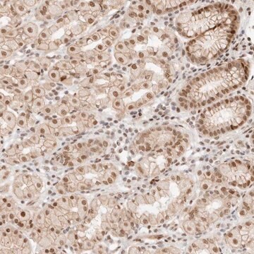 Anti-HOXC5 antibody produced in rabbit Prestige Antibodies&#174; Powered by Atlas Antibodies, affinity isolated antibody, buffered aqueous glycerol solution