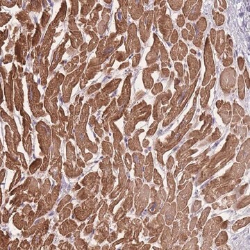 Anti-FAM124A antibody produced in rabbit Prestige Antibodies&#174; Powered by Atlas Antibodies, affinity isolated antibody, buffered aqueous glycerol solution