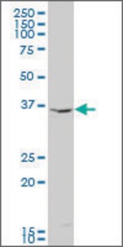 ANTI-INDO antibody produced in mouse clone 4F9, purified immunoglobulin, buffered aqueous solution