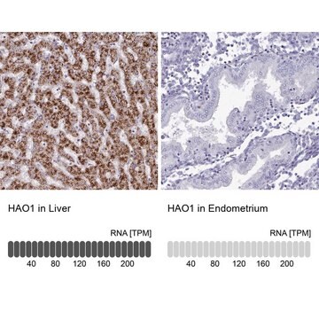 Anti-HAO1 antibody produced in rabbit Prestige Antibodies&#174; Powered by Atlas Antibodies, affinity isolated antibody, buffered aqueous glycerol solution