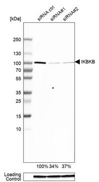 Anti-IKBKB antibody produced in rabbit Prestige Antibodies&#174; Powered by Atlas Antibodies, affinity isolated antibody, buffered aqueous glycerol solution