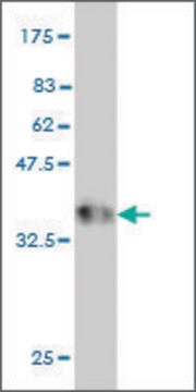 Monoclonal Anti-HOXD11 antibody produced in mouse clone 6E10, purified immunoglobulin, buffered aqueous solution