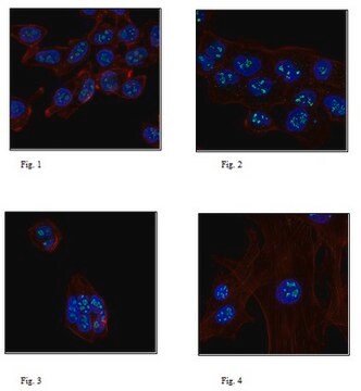 Anti-Ligand-dependent nuclear receptor-interacting factor 1 Antibody 0.5&#160;mg/mL, from rabbit