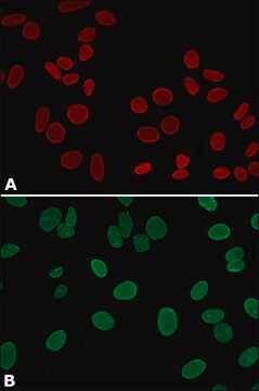 Anti-Lamin A, mature antibody, Mouse monoclonal clone 4A4, purified from hybridoma cell culture