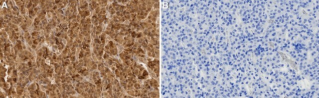 Anti-POMC Antibody, clone 2J4 ZooMAb&#174; Rabbit Monoclonal recombinant, expressed in HEK 293 cells